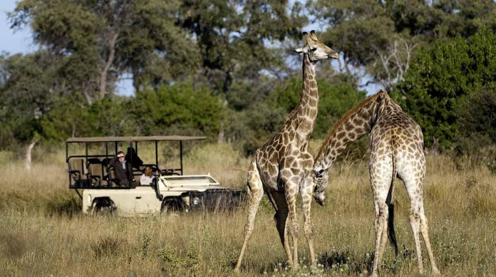 En safari face à 2 girafes