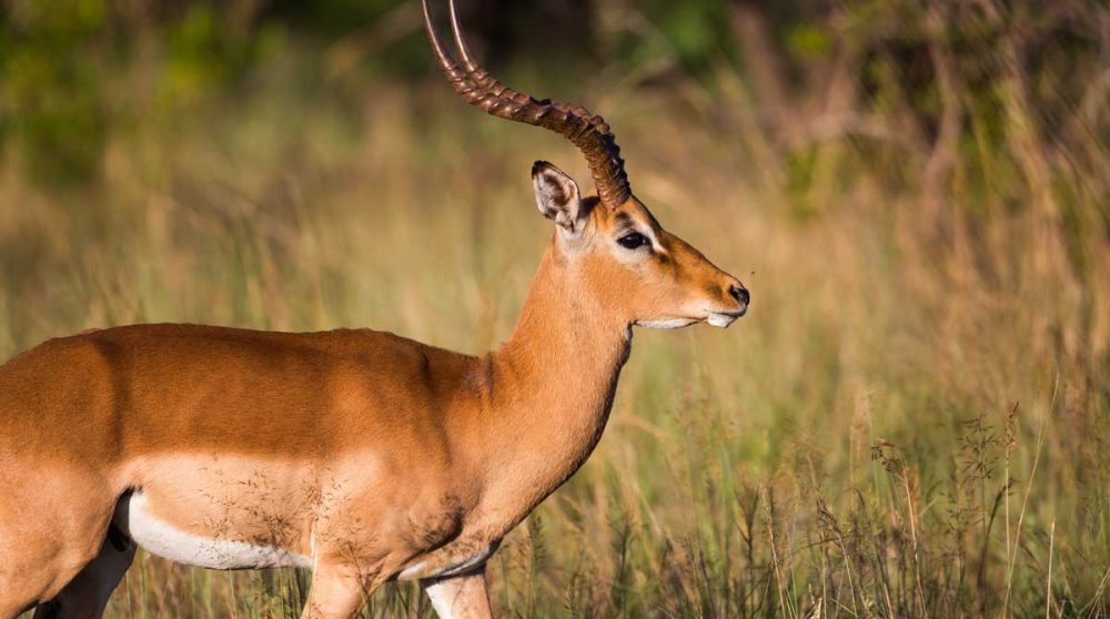 Male impala dans le parc Kruger