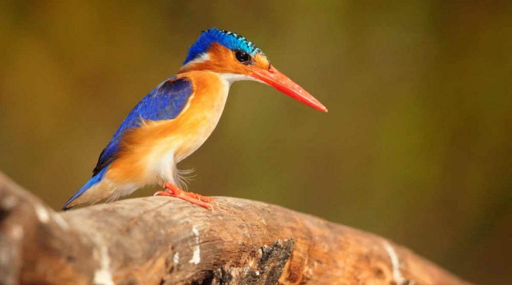 Observation d'oiseaux