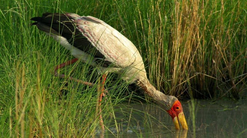 Une cigogne au Moremi National Park