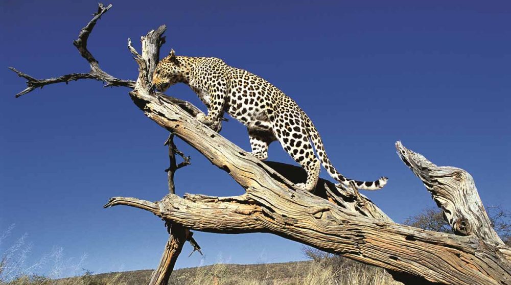 Un léopard dans la savane