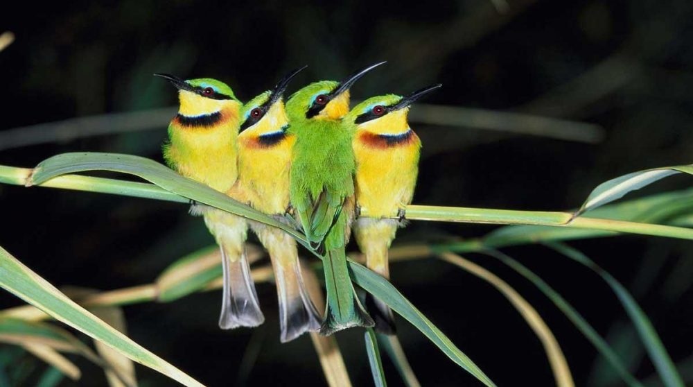 Une famille de guepiers au complet