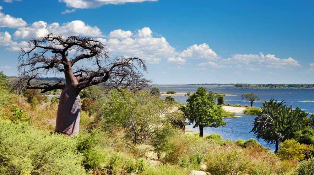Une rivière et la nature à Chobe