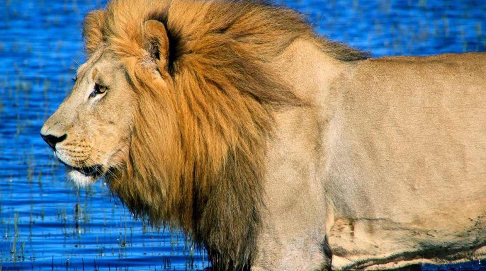 Un lion dans les eaux de l'Okavango