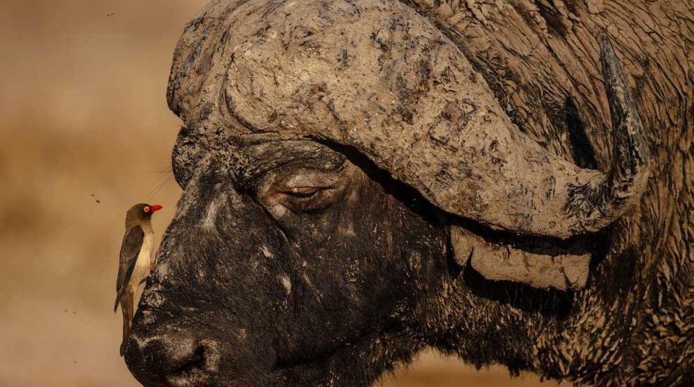 Piqueboeuf à bec rouge sur un buffle male