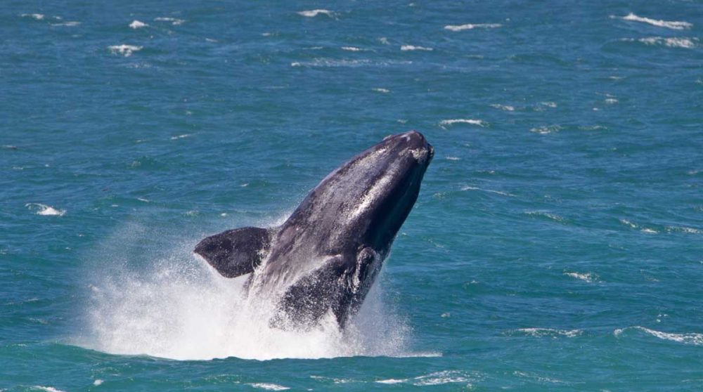 Les baleines d'Hermanus