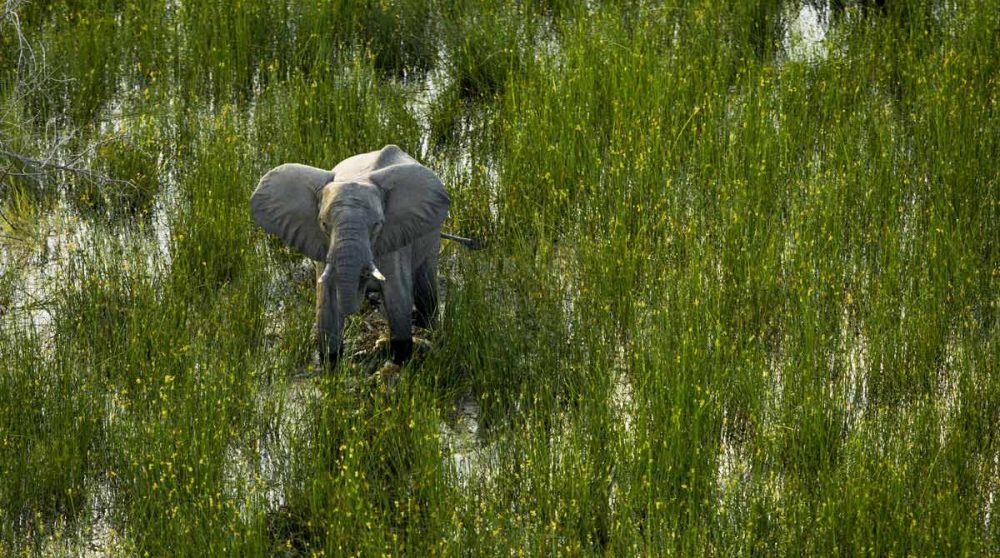 Elephants dans les eaux de l'Okavango