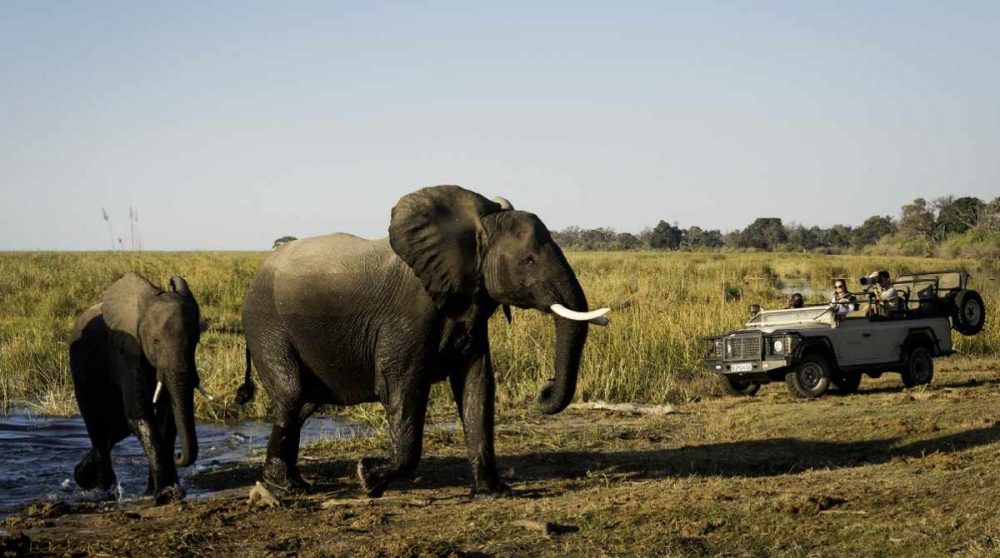En safari face aux éléphants à DumaTau Camp