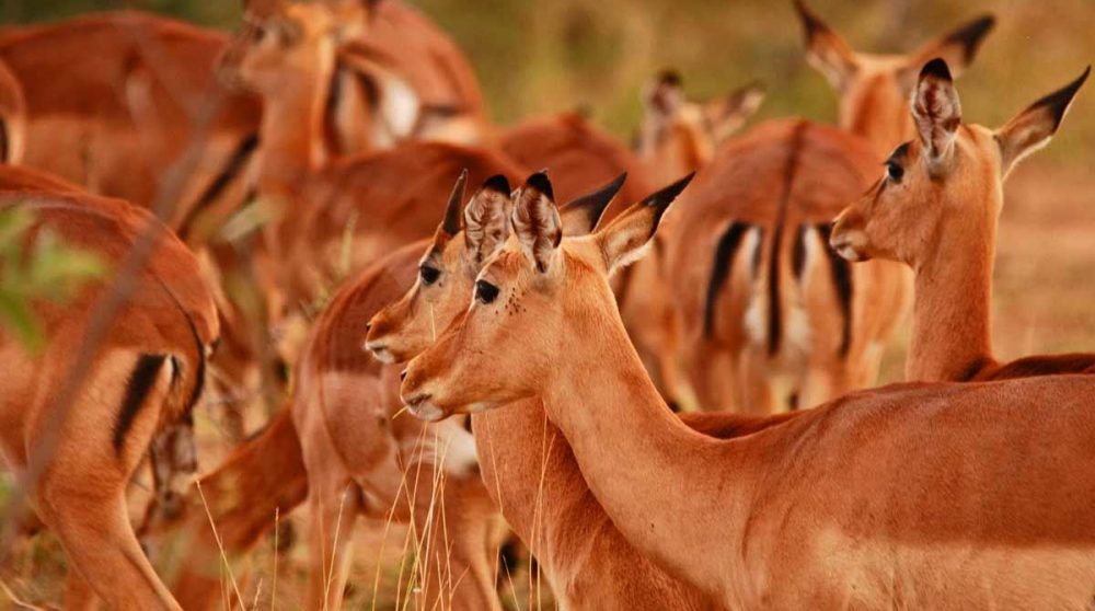 Femelles impalas dans le parc Kruger