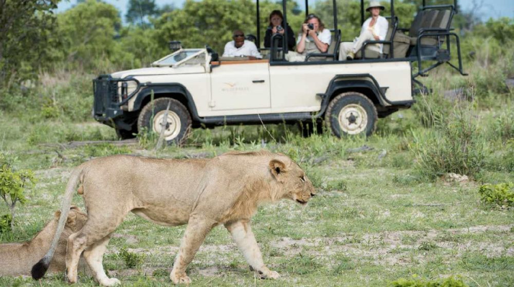 En safari face à deux lionnes au Botswana