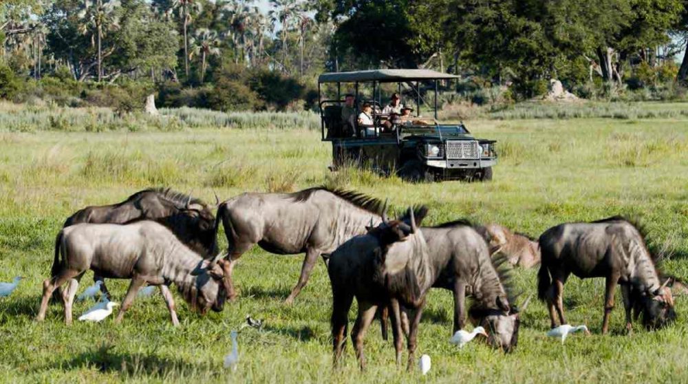 En safari face aux gnous au Botswana