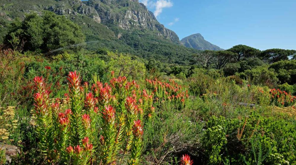 Les jardins botaniques de Kirstenbosch