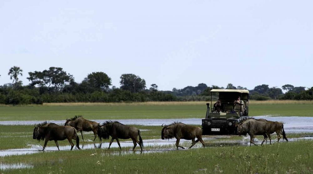 En safari face à des gnous au Botswana