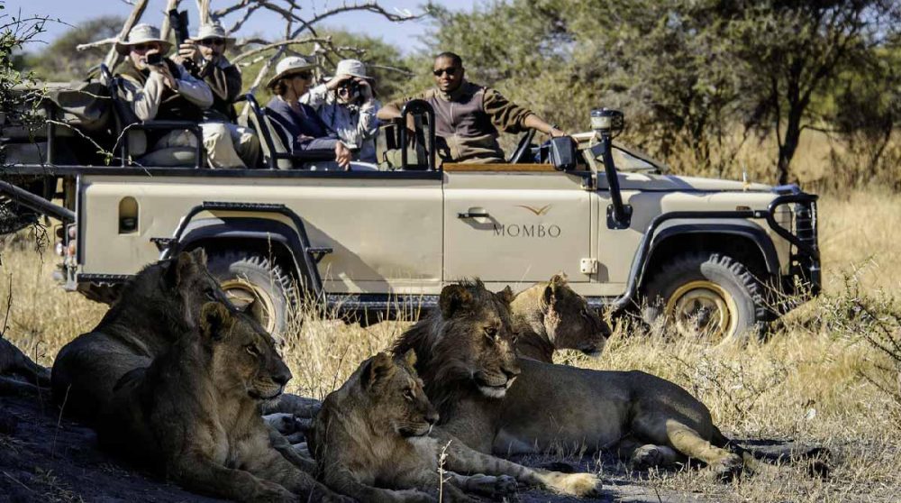 En plein safari photos