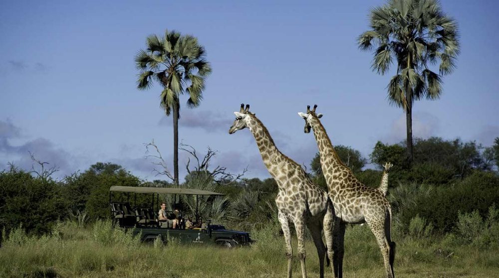 Les majestueuses girafes