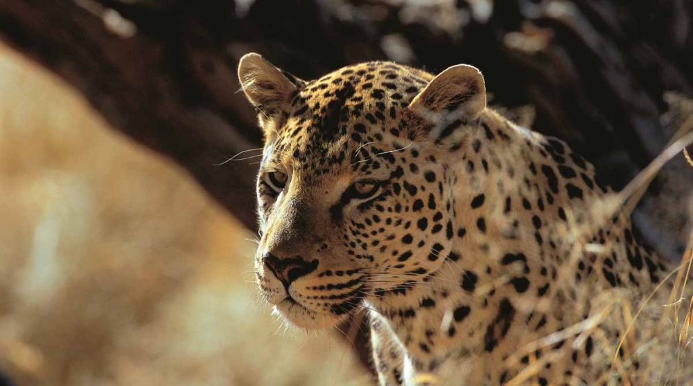 Un beau léopard en Namibie