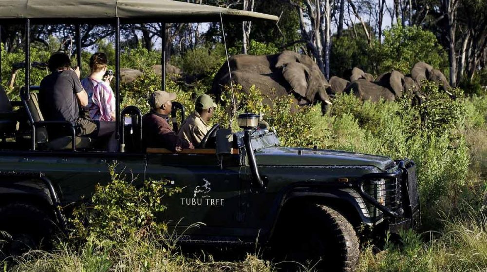 En plein safari dans le Delta de l'Okavango