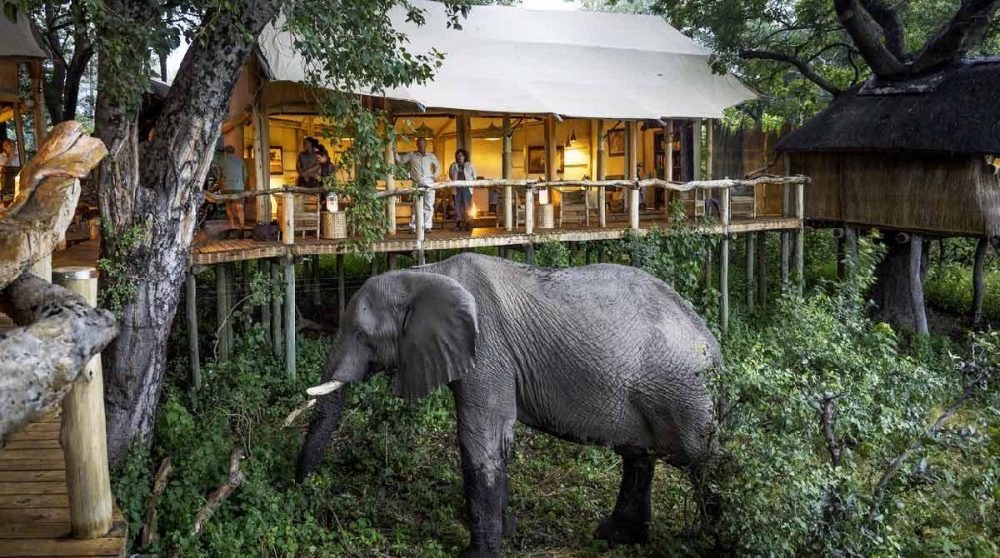 Un éléphant devant le camp au Tubu Tree Camp