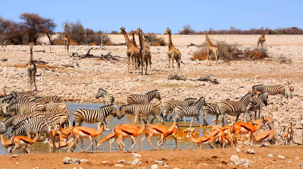 Troupeau d'animaux à Etosha