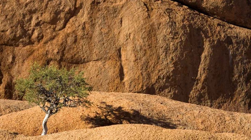 Un arbre dans la Plateau Central