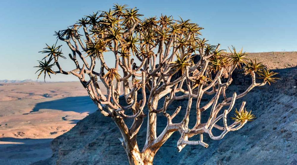 Un arbre dans le Fish River Canyon en Namibie