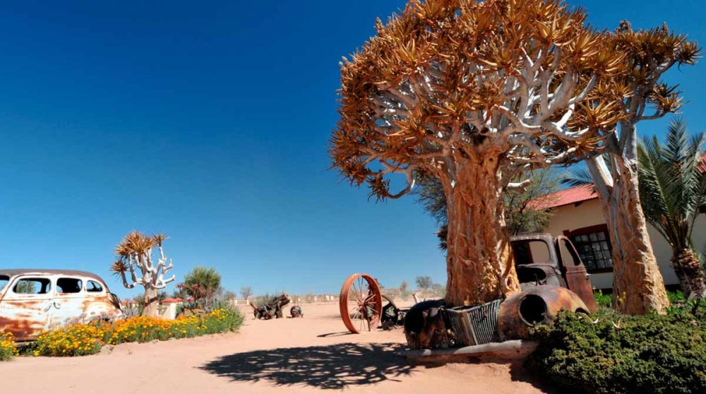 Un arbre dans le désert