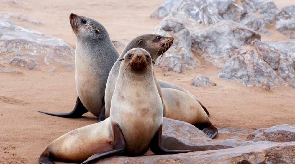 Le Cape Cross en Namibie