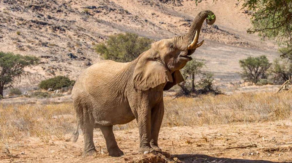 Un éléphant dans le désert à la rivière Hoarusib