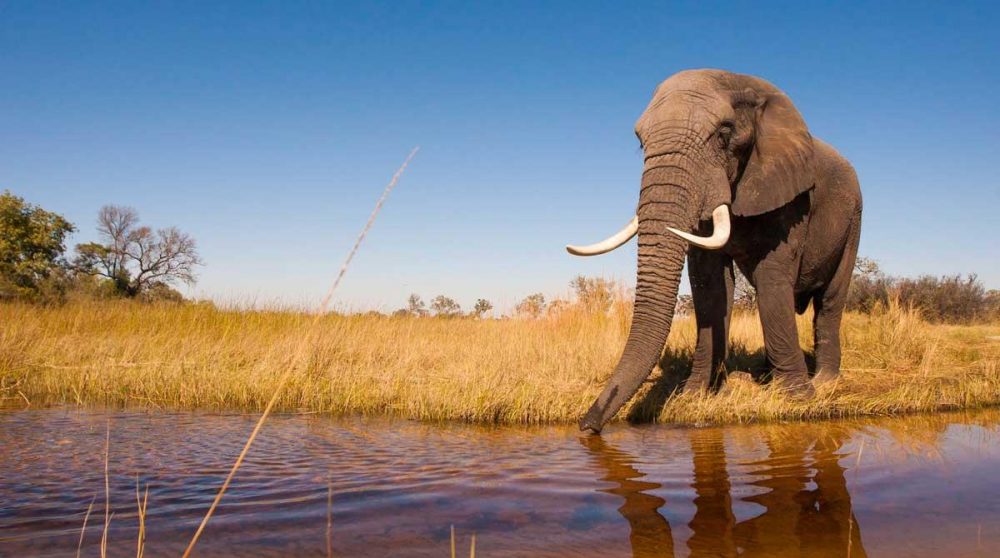 Un éléphant au Botswana