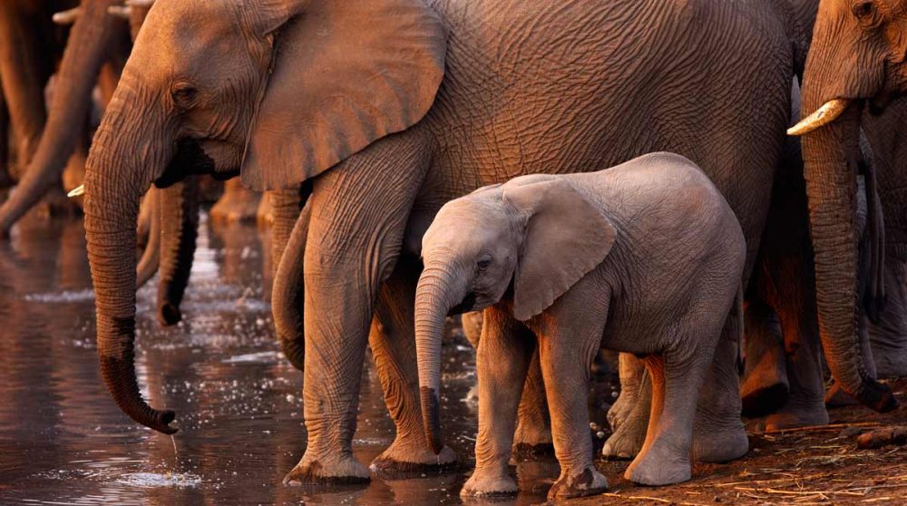 Un bébé éléphants entouré
