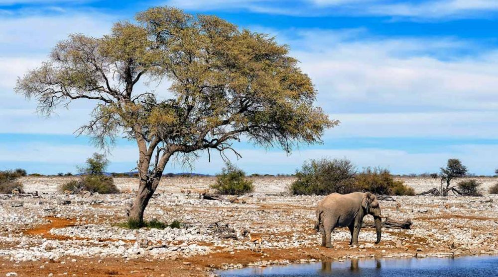 Le Parc National d'Etosha avec un point d'eau