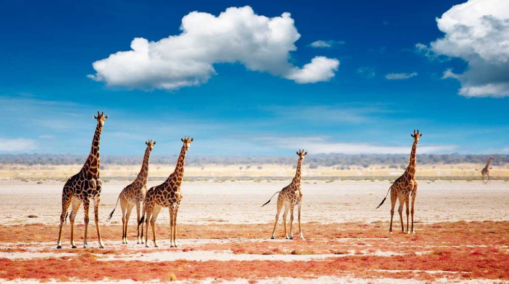 Des girafes dans le Parc national d'Etosha en Namibie
