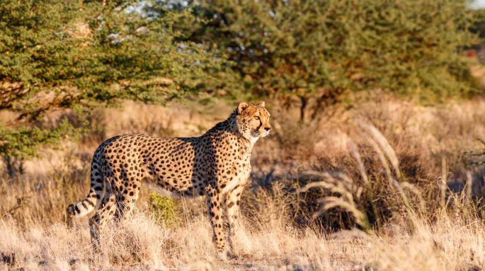 Un guépard à Etosha