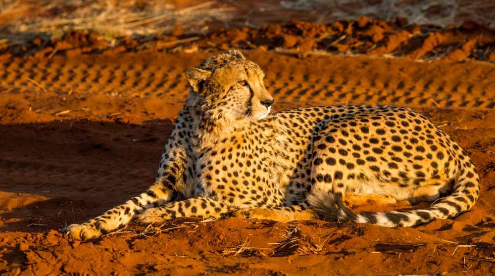 Un guépard au soleil