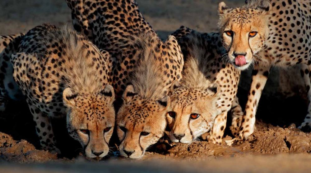 Famille de guépards en Namibie