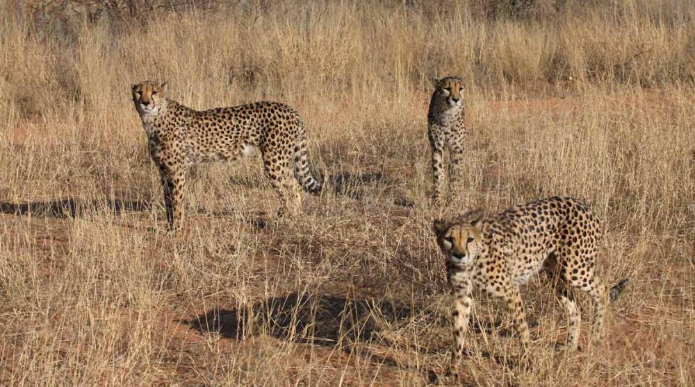 Des guépards en Namibie