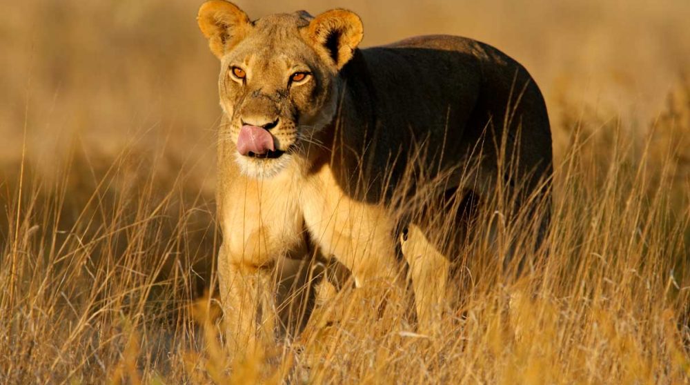 Un lion dans le désert du Kalahari