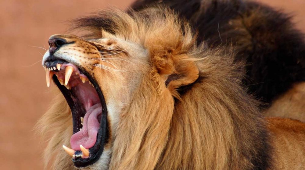 Un lion dans le désert du Kalahari en Namibie