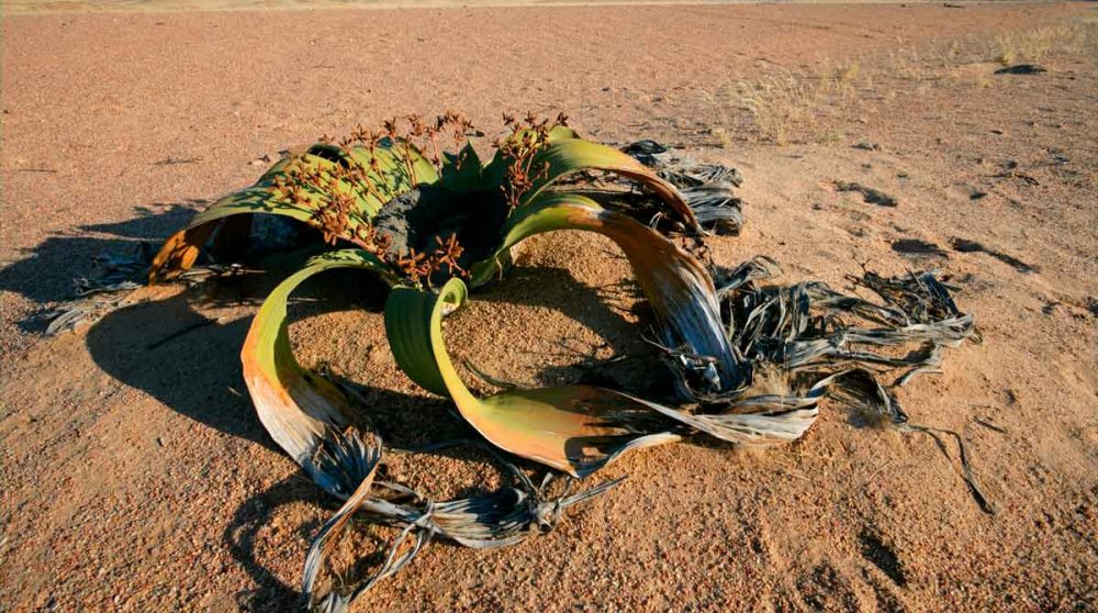 La welwitschia mirabilis, l'espace végétale du Désert du Namib