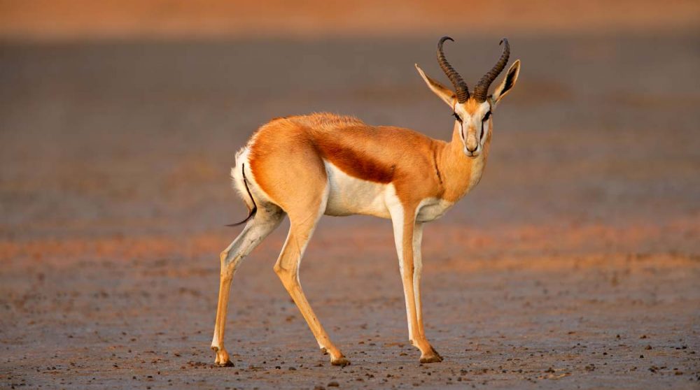 Un sprinbok dans le désert