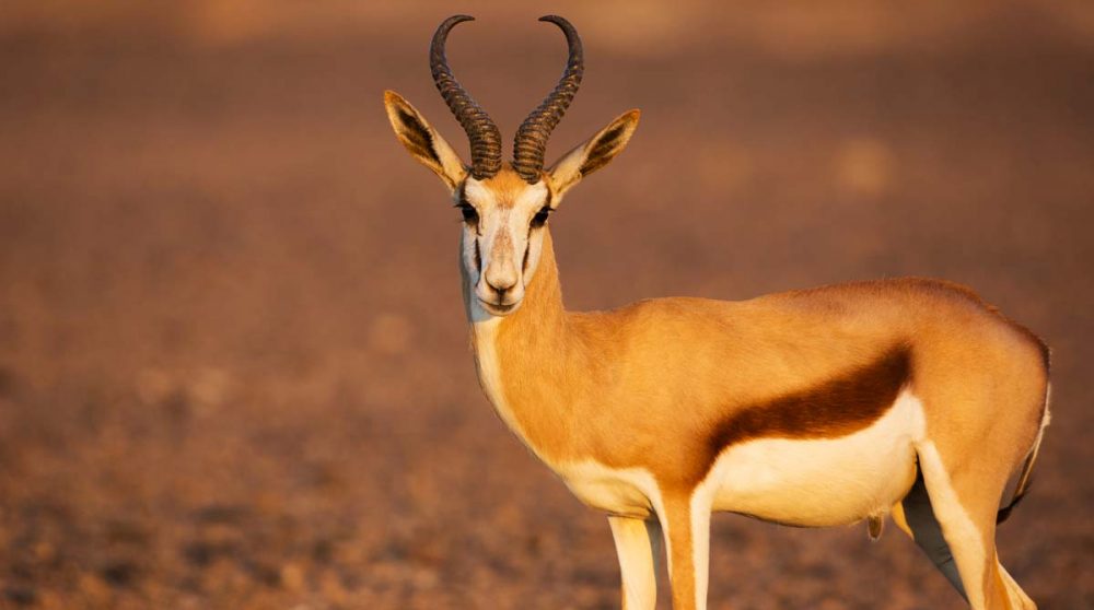 Un springbok dans le Désert du Namib en Namibie