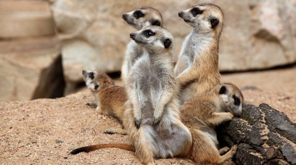 Des suricates