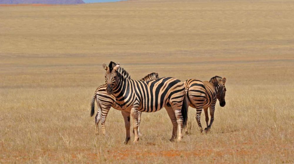 Des zèbres en Namibie