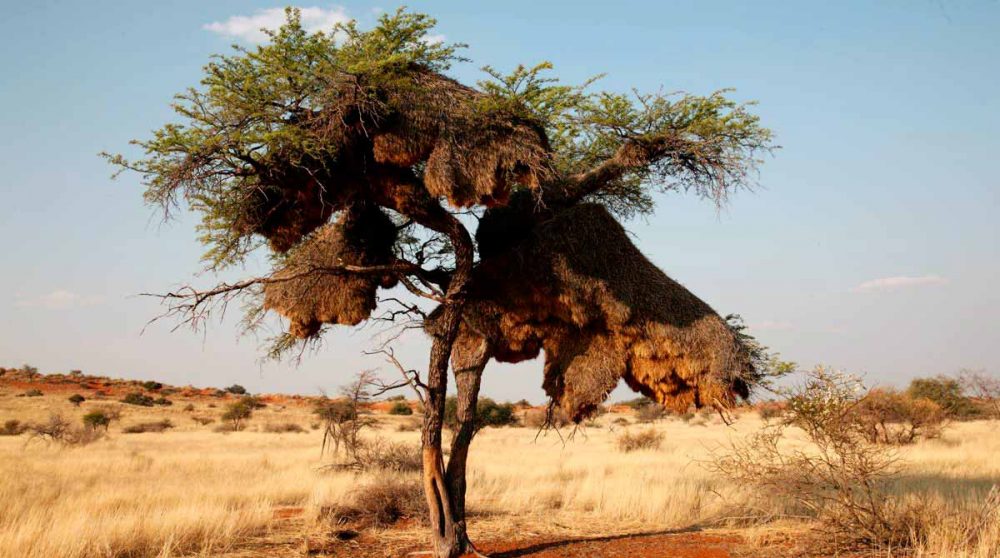 La savane près du Bagatelle Kalahari Game Ranch