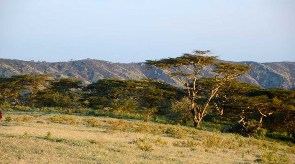 Acacia parasol à Empakaï en Tanzanie