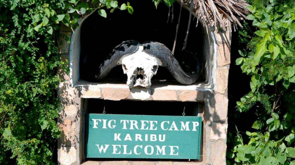 Bienvenue au Fig Tree Camp