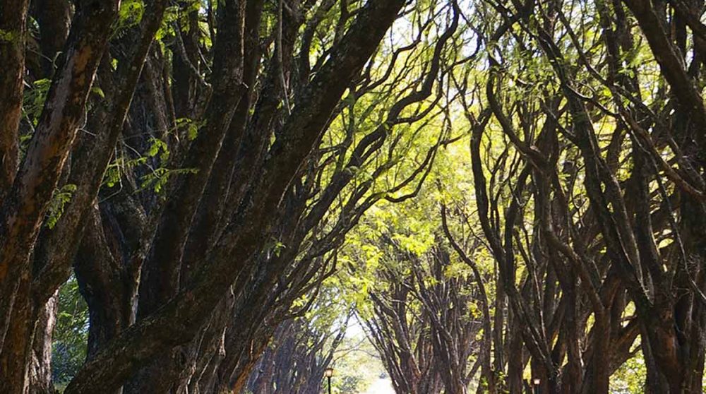 L'allée de jacarandas qui mène au Highgrove House