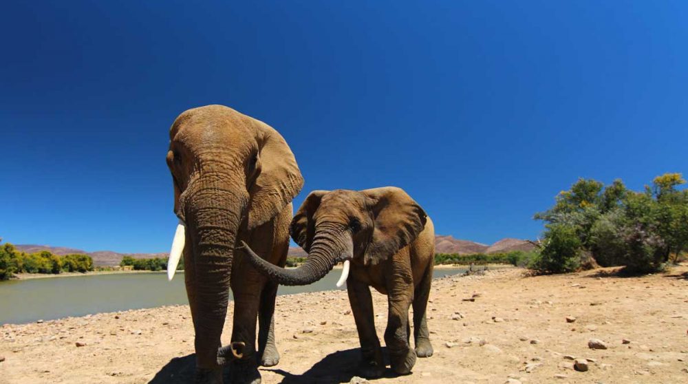 Découvrez les "big five" en safari à Inverdoorn