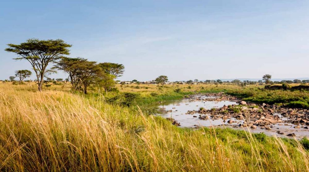 La savane au Singita Mara Tented Camp