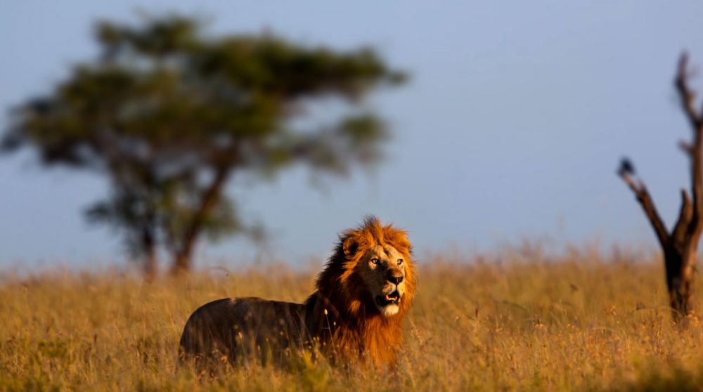 Un lion dans le Serengeti en Tanzanie